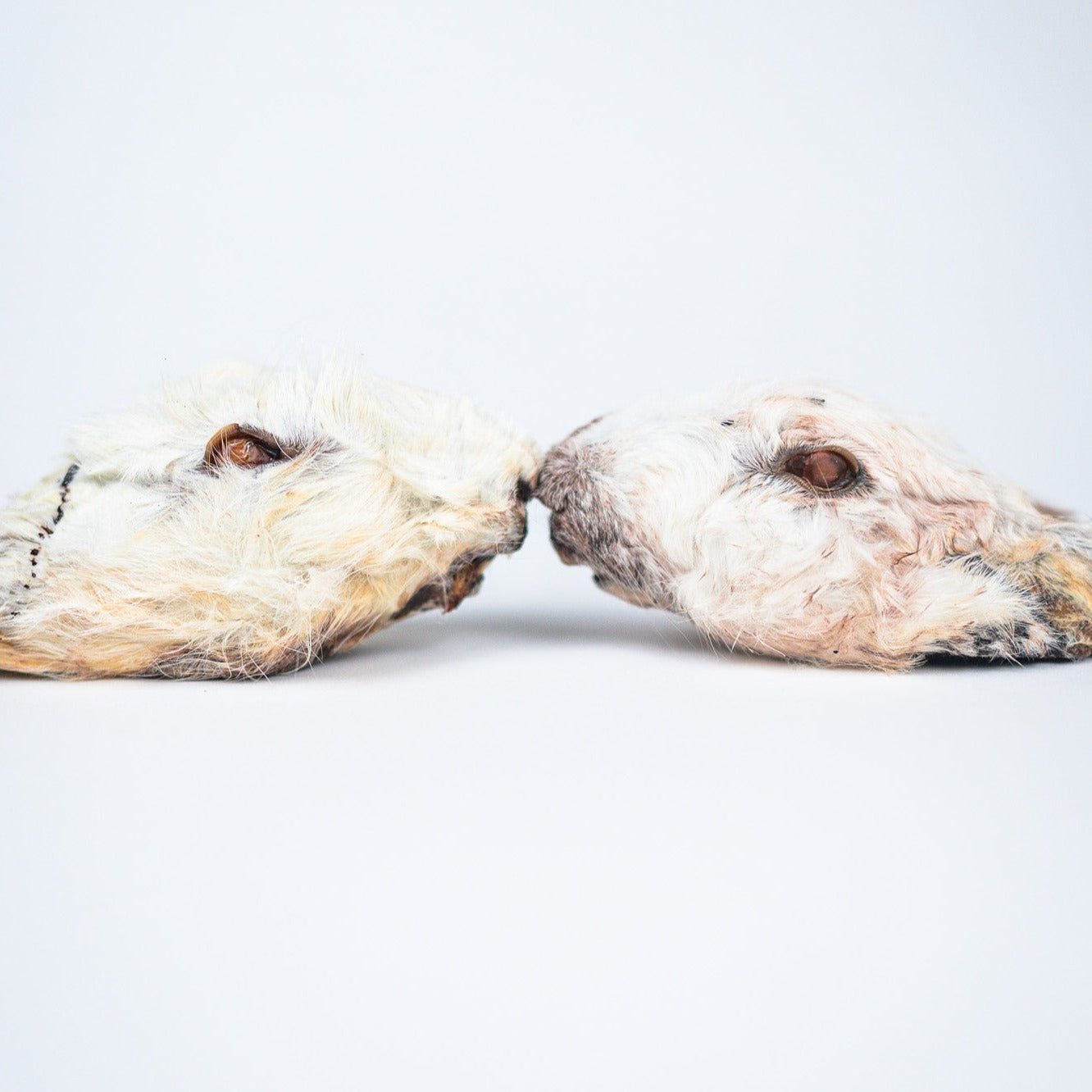 rabbit heads
