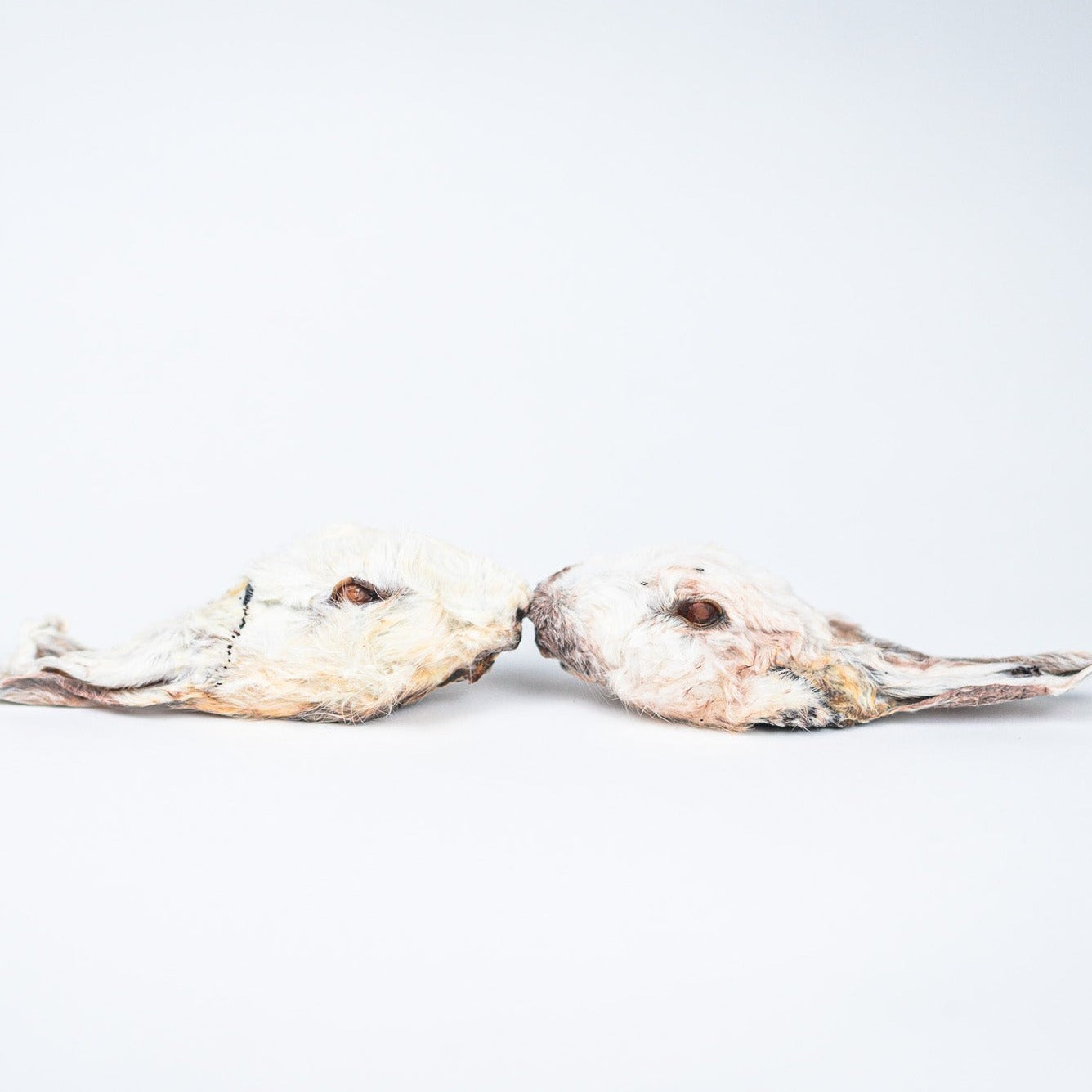 rabbit heads