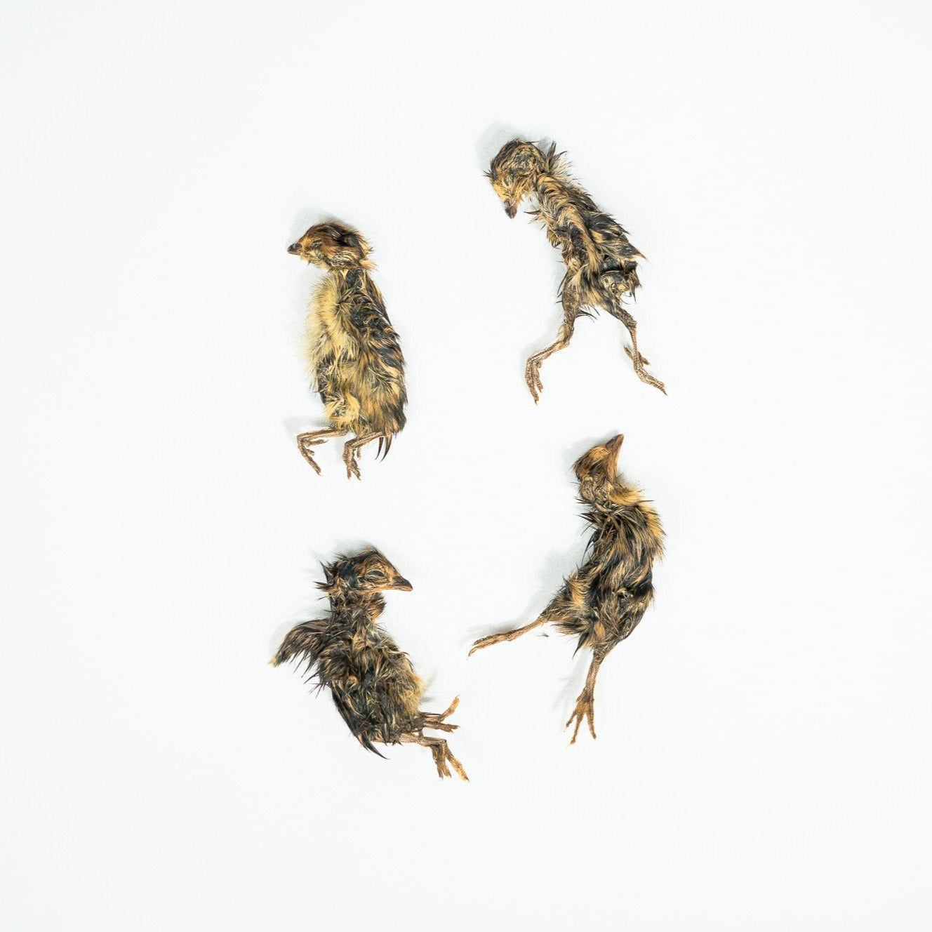 day-old whole prey quail