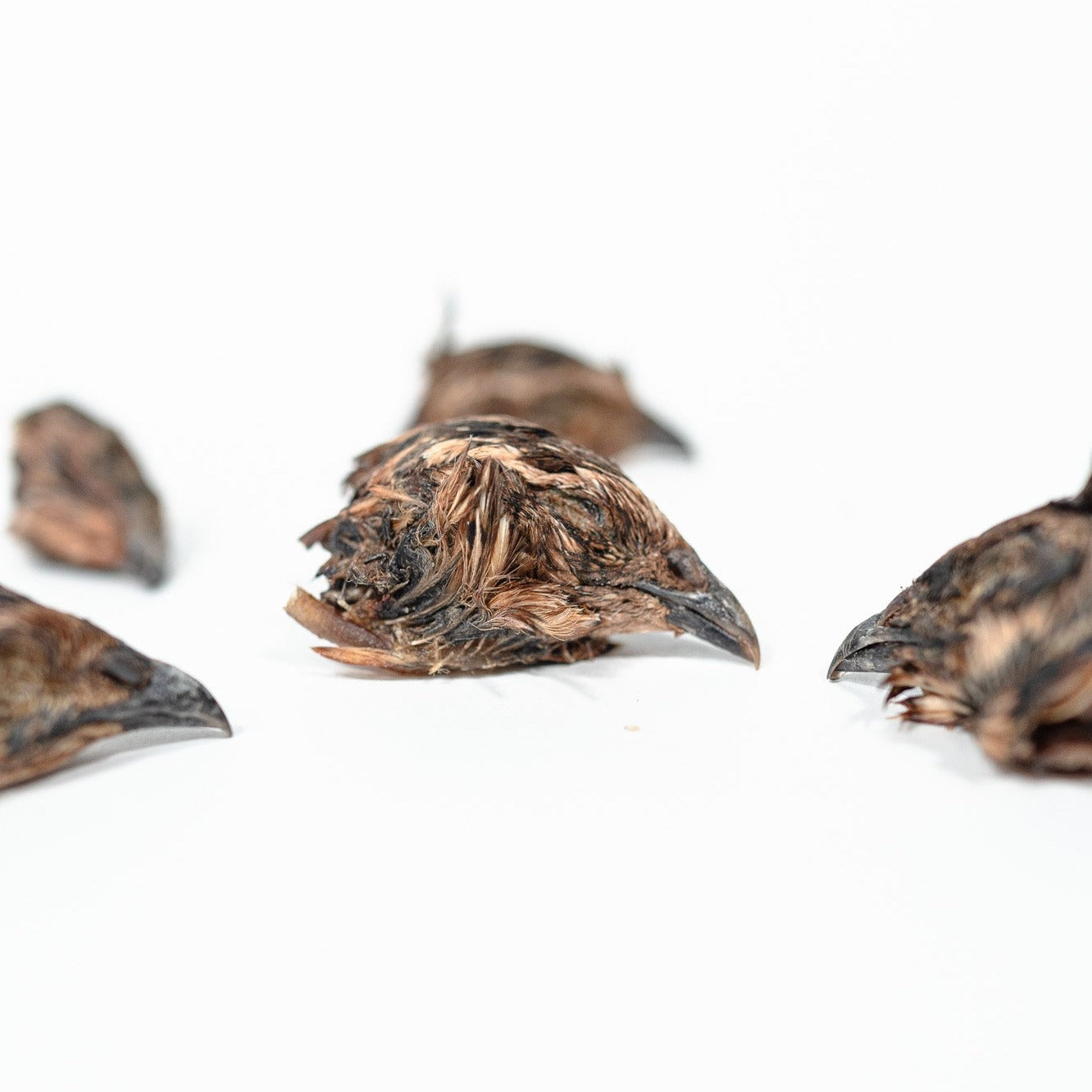 quail chews