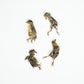 day-old whole prey quail